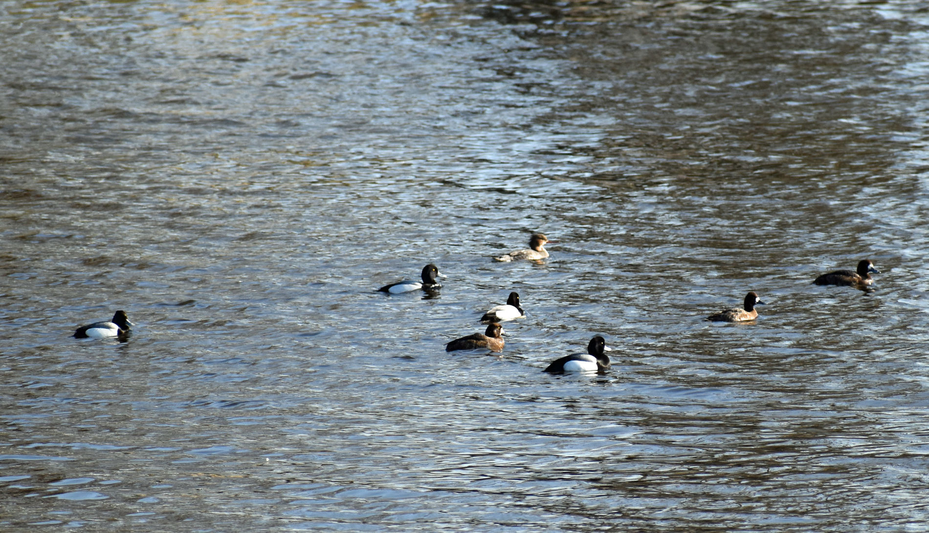 Ducks swimming